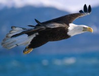 Eagle soaring